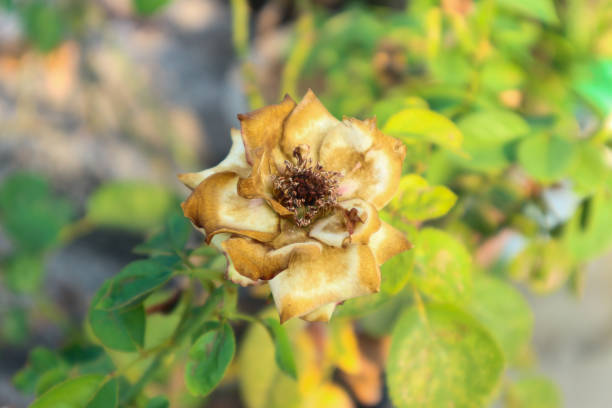 istock wilted white rose flower that is starting to dry 2160243370