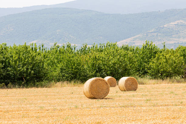 Field with straw bales and trees