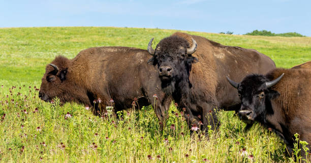 istock Three Bison on a Prairie Stare at a Photographer 2160243811
