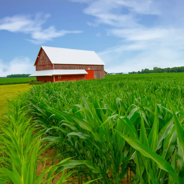 istock Corn field with old Red Barn-Tipton County, Indiana 2160247088