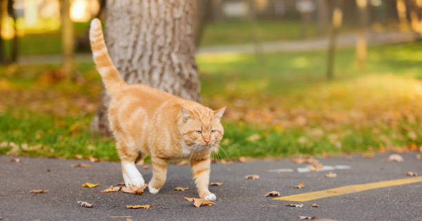 istock Ginger Cat on Autumn Path. Cat outdoor 2160248115