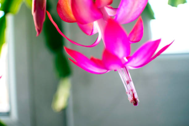 a blooming flower of a cactus called grudnik
