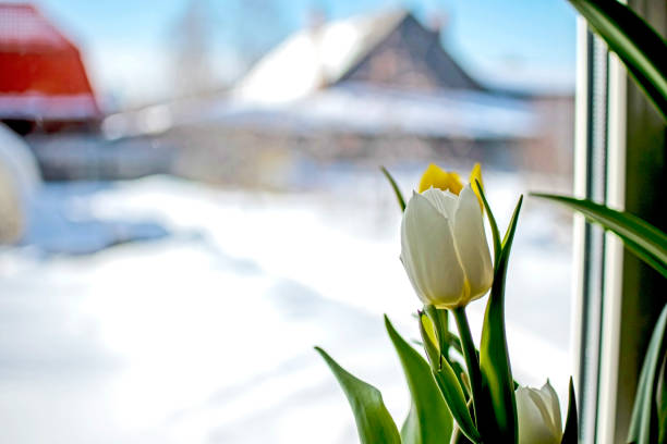 tulips on a light background at a shallow depth of sharpness in Kharkiv, Kharkiv Oblast, Ukraine