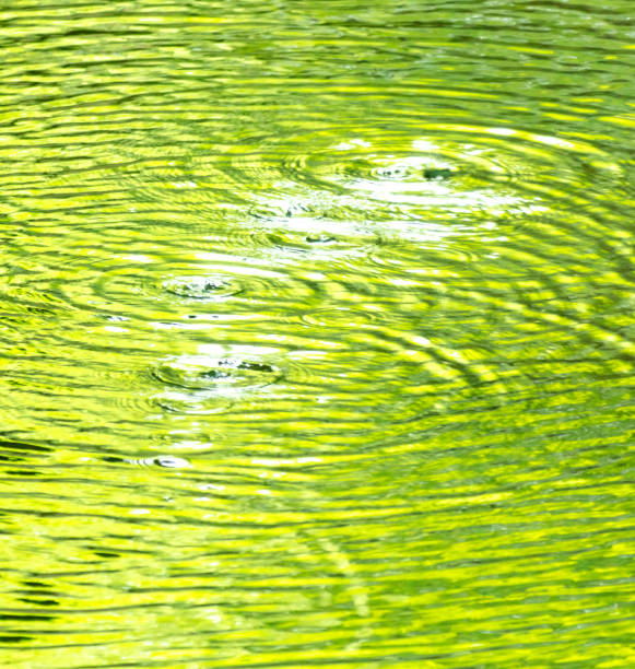 Circles on the surface of water in nature. Abstract background.