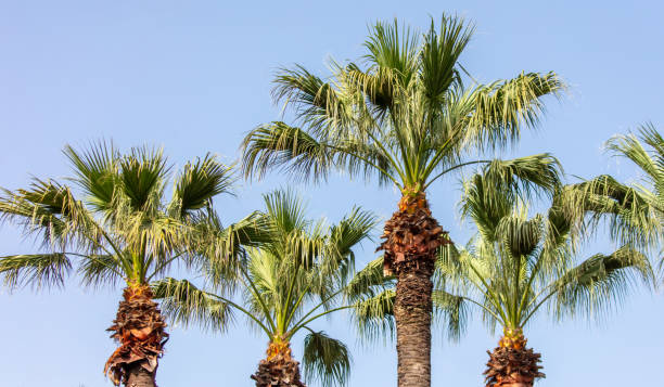 istock Green palm leaves in nature 2160249027