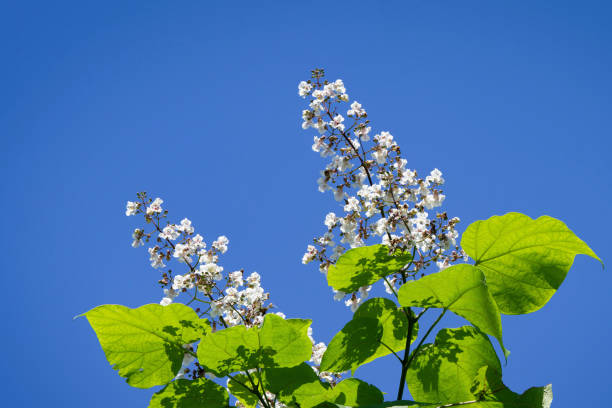 Catalpa bignonioides heart-shaped leaves and white blossoms of a Indian bean tree against a blue sky