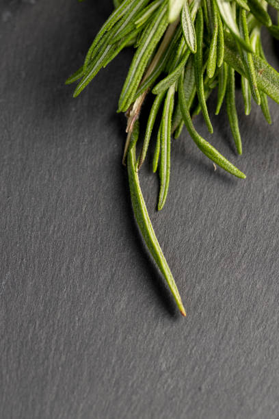 green fresh rosemary is a spice in cooking, fresh rosemary branches for use in cooking as spices for meat
