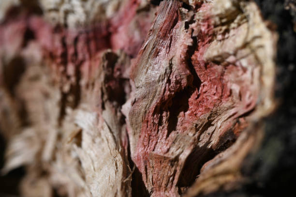 the red bark of the tree. close-up