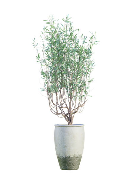istock Olive trees in terracotta pot isolated on white background. 3D render. 2160252456