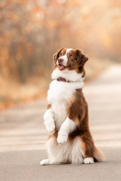 Miniature American Shepherd dog. Australian Shepherd. Fall season
