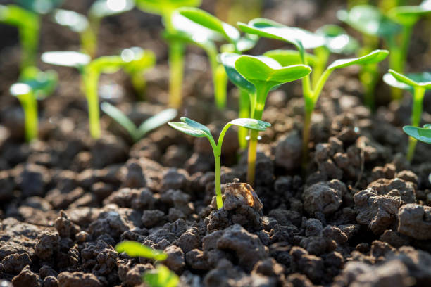 Arugula Micro Sprouts