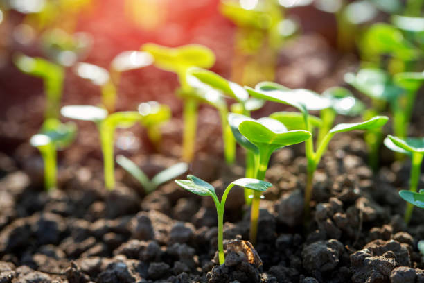 istock Plant seedlings emerging from rich fertile soil 2160257446