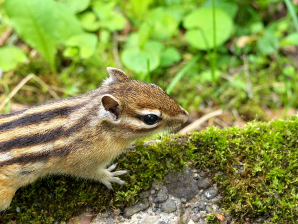 istock Eastern Hokkaido, wild Ezo chipmunk 2160257845