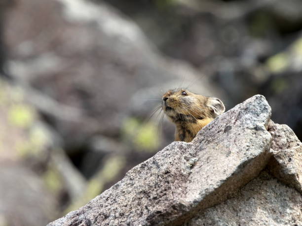 istock Eastern Hokkaido, wild Ezon pika 2160257901