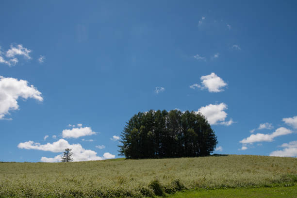 istock Green pine forest and blue sky on the hill 2160258024