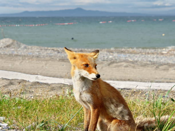 istock Eastern Hokkaido, wild red fox 2160258038