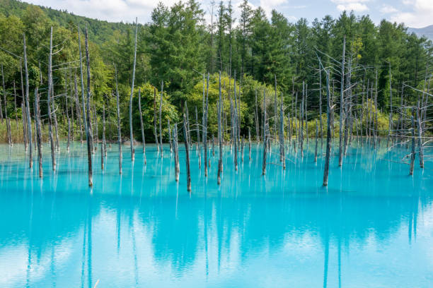 istock Fresh green early summer blue pond in Biei 2160258120