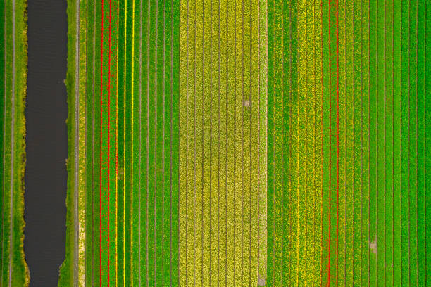 istock Colorful rows of tulips 2160258456