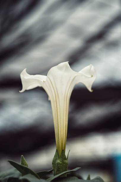jimsonweed, also known as devils trumpet or thornapple, a beautiful but poisonous flowering plant