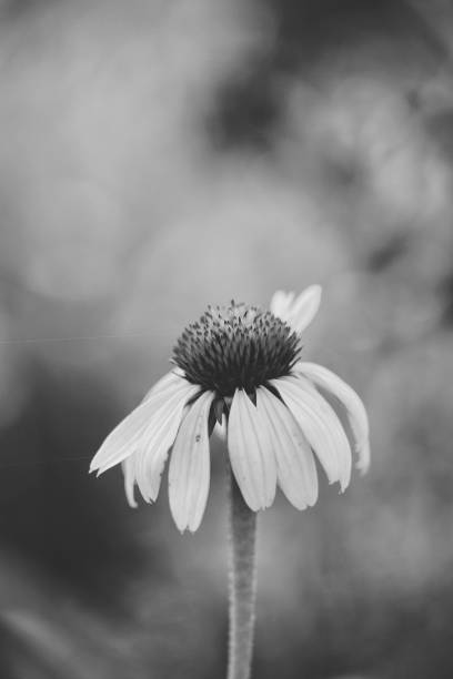 istock Echinacea in Black and White Monochrome (2) 2160259117