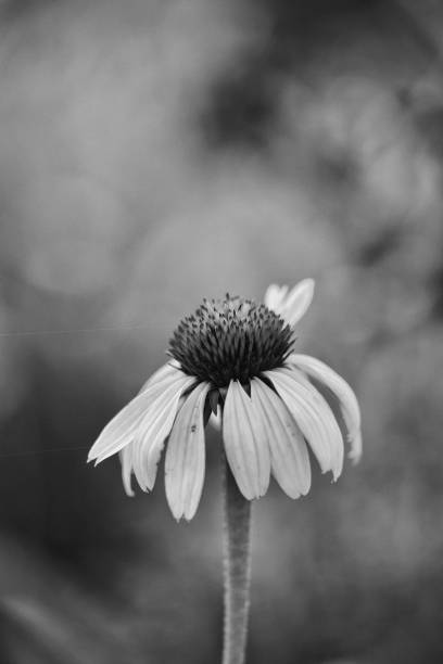 istock Echinacea in Black and White Monochrome (1) 2160259118