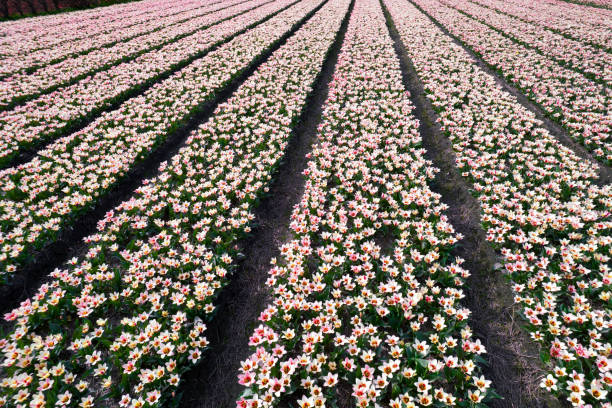 Low aerial side view of white-pink tulip rows on a sunny day.