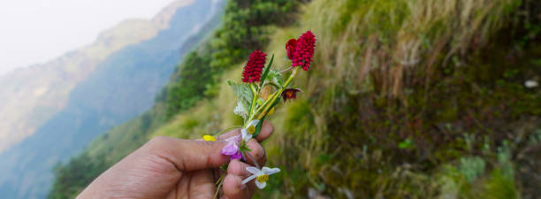 istock a hand holding red pretty flower 2160260449