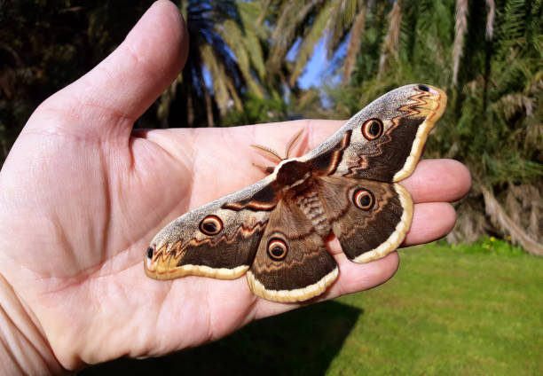 Moth, Saturnia pyri, the Giant Peacock moth, Great Peacock moth, Giant Emperor moth or Viennese emperor (Lepidoptera: Saturniidae) on human hand. Concept of environmental protection