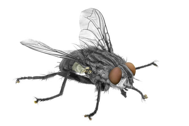 istock Common flesh fly, Blaesoxipha delilah 2160260481