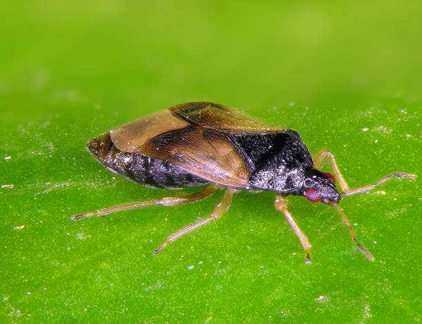 istock Predatory minute pirate bug, Orius laevigatus, on a green leaf 2160260489