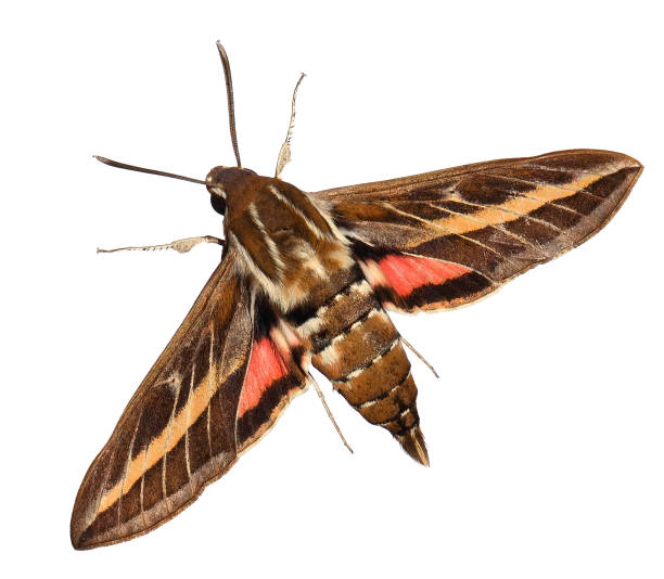 istock Striped hawk-moth, Hyles livornica 2160260494