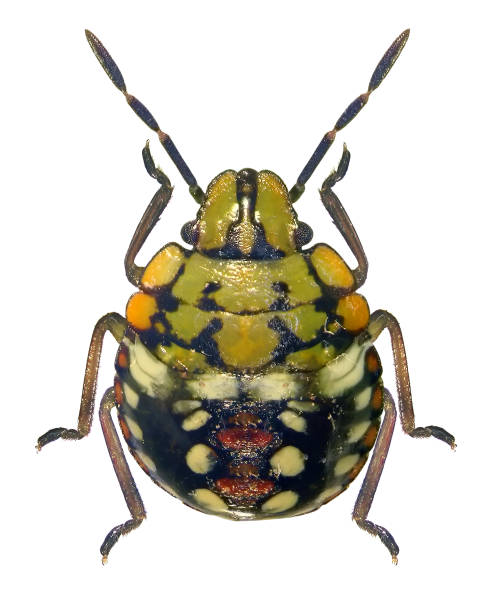 istock Southern Green Shieldbug, Nezara viridula. Nymph 4th instar 2160260525