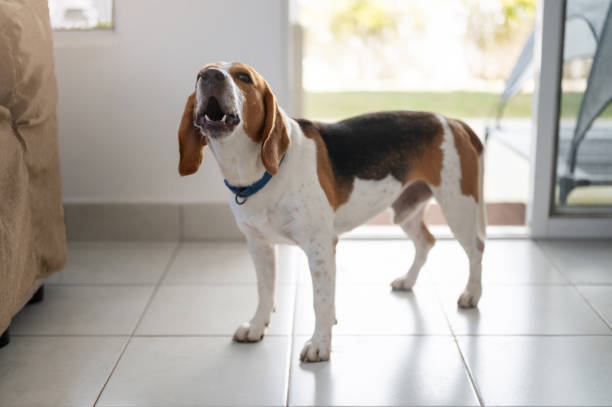 Beagle dog bark at house