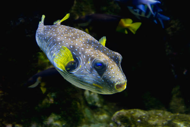 istock fish from the La Rochelle aquarium 2160263772