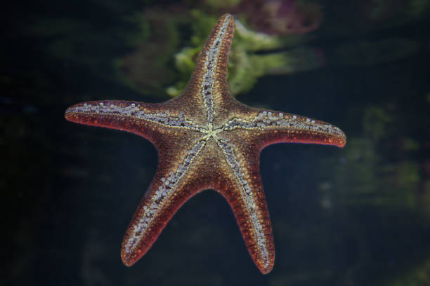 The La Rochelle Aquarium is one of the largest private aquariums in Europe. Located in the heart of the city opposite the Old Port of La Rochelle, it exhibits 12,000 marine animals of 600 species divided into 82 aquariums. It defines itself as a center for the study and preservation of marine species.