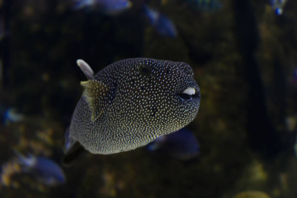 istock fish from the La Rochelle aquarium 2160263785