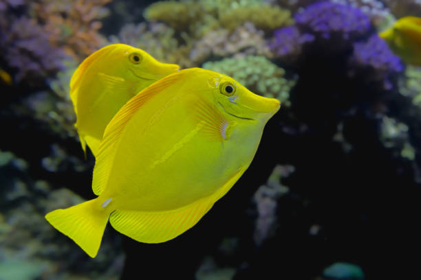 istock fish from the La Rochelle aquarium 2160263805