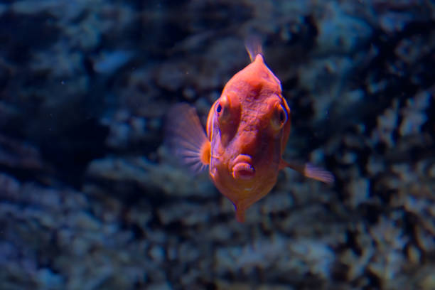 Goldfish in aquarium with green plants