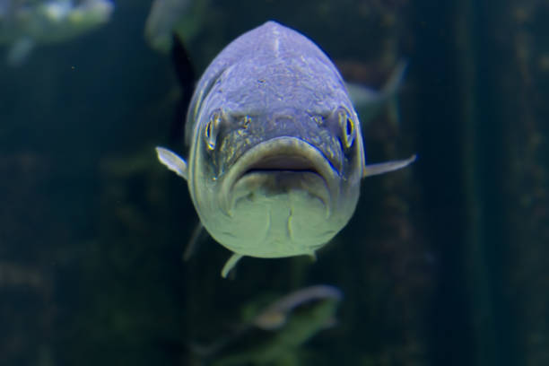 Giant grouper fish