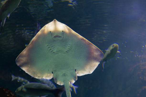 The La Rochelle Aquarium is one of the largest private aquariums in Europe. Located in the heart of the city opposite the Old Port of La Rochelle, it exhibits 12,000 marine animals of 600 species divided into 82 aquariums. It defines itself as a center for the study and preservation of marine species.