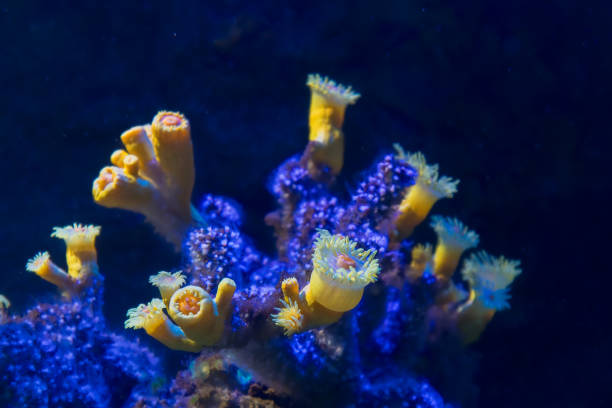 The La Rochelle Aquarium is one of the largest private aquariums in Europe. Located in the heart of the city opposite the Old Port of La Rochelle, it exhibits 12,000 marine animals of 600 species divided into 82 aquariums. It defines itself as a center for the study and preservation of marine species.