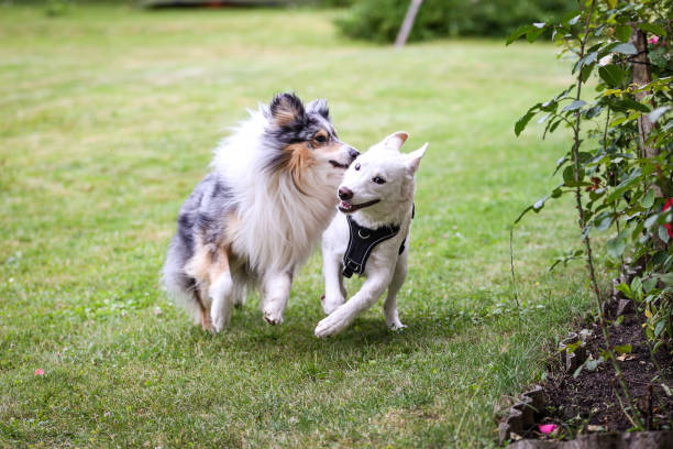 istock Two dogs running around in garden. 2160265092