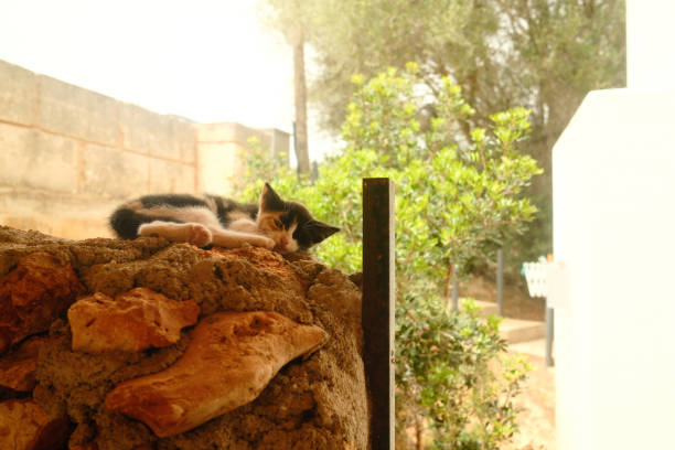 Small black and white kitten is sleeping peacefully on a stone wall, enjoying the warm sunshine in a tranquil garden setting