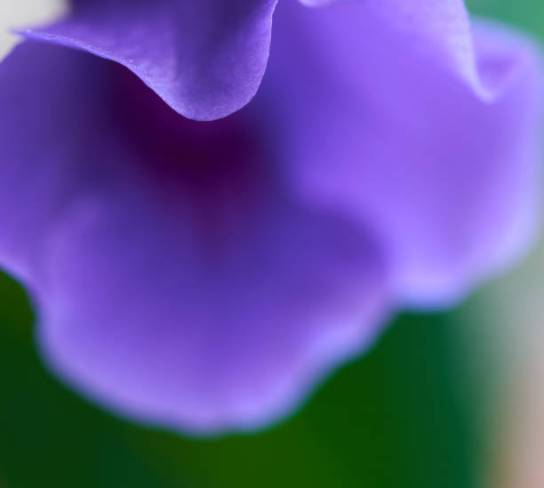 Extreme close up view of purple daisy selective focus