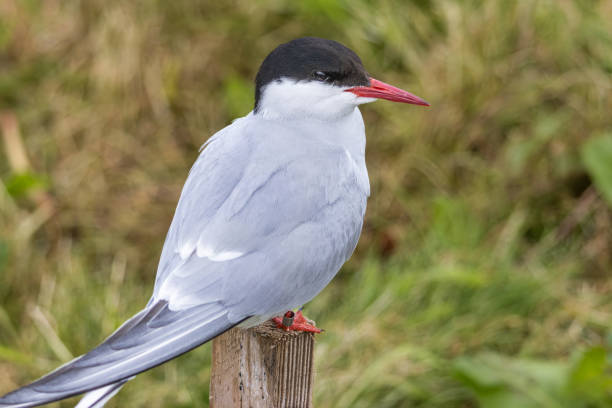 istock Arctic Tern on the Farne Islands 2160269004