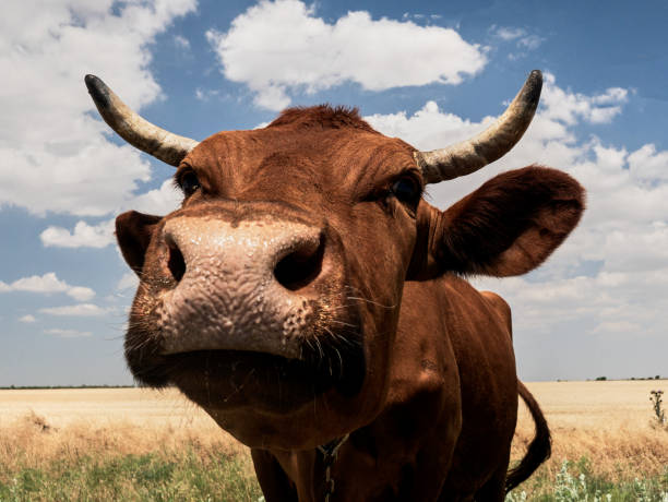 istock cow calf grazing in a field on a farm 2160269091