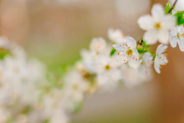 Cherry Blossom Branch with Delicate White Flowers. Springtime. Blooming season
