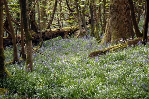 istock English Bluebells in Kent, England 2160270961