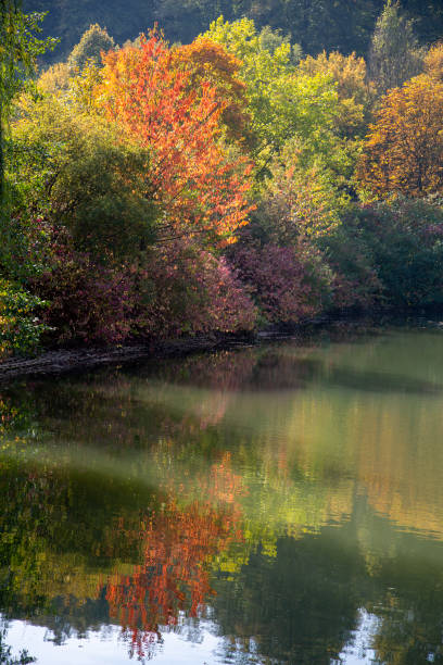 Trees along a lakeshore with beautiful autumn colored leaves