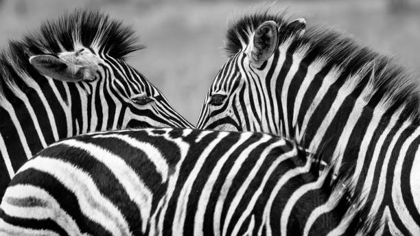 istock Grayscale close-up of zebras standing closely together 2160271992
